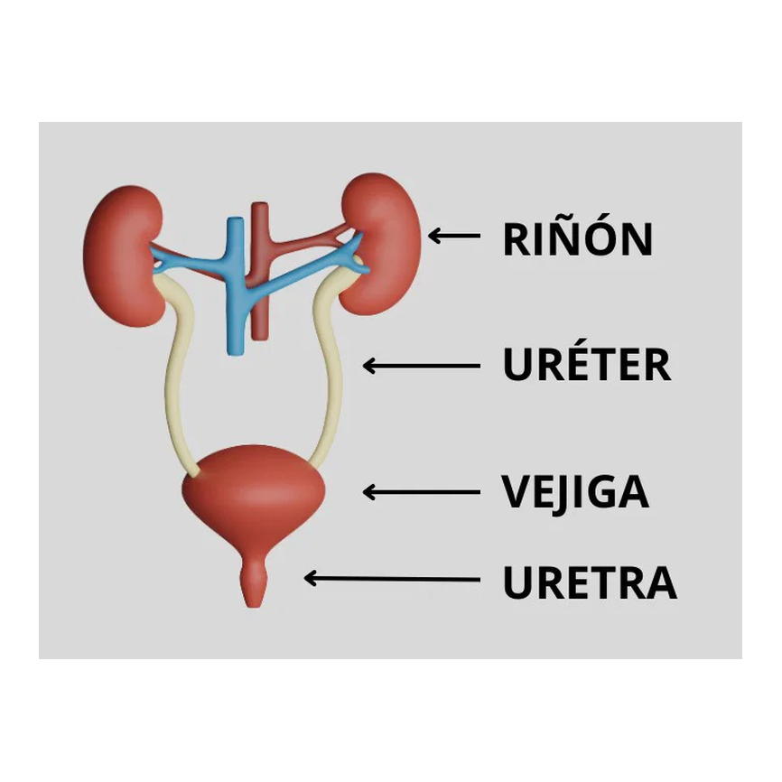 SISTEMA GENITOURINARIO